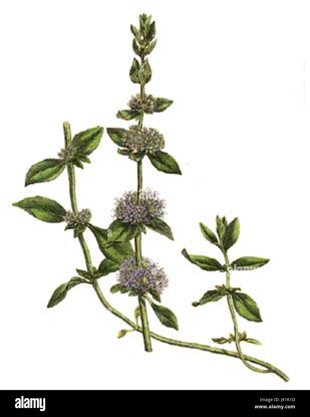 Mentha pulegium, auch bekannt als Pennyroyal, ist ein ausdauerndes Kraut aus der Familie der Minze. Sie ist in Europa, Asien und Nordafrika beheimatet und für ihre aromatischen Blätter bekannt. Traditionell in der Kräutermedizin verwendet, ist es für seine Verdauungseigenschaften und seine Verwendung bei der Behandlung von Beschwerden wie Verdauungsstörungen, Blähungen und Übelkeit bekannt. Stockfoto