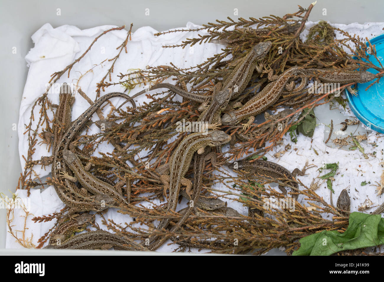 Jung, in Gefangenschaft gezüchtete sand Eidechsen (Lacerta Agilis) für Wiedereinführung in einem Heide-Standort in Surrey, UK Stockfoto
