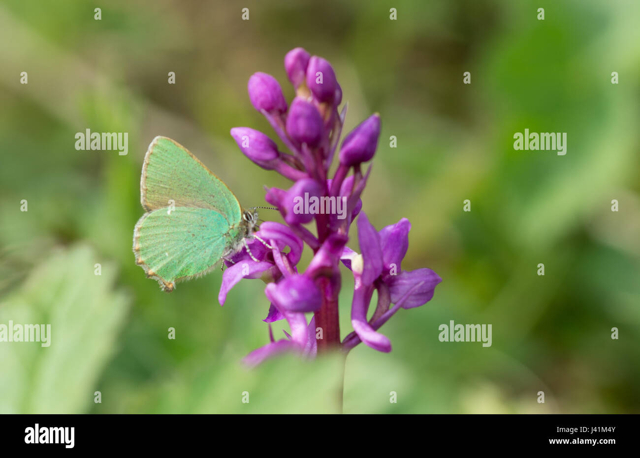 Green hairstreak Schmetterling (Callophrys Rubi) nectaring auf einem frühen purple orchid (Orchis mascula), Großbritannien Stockfoto