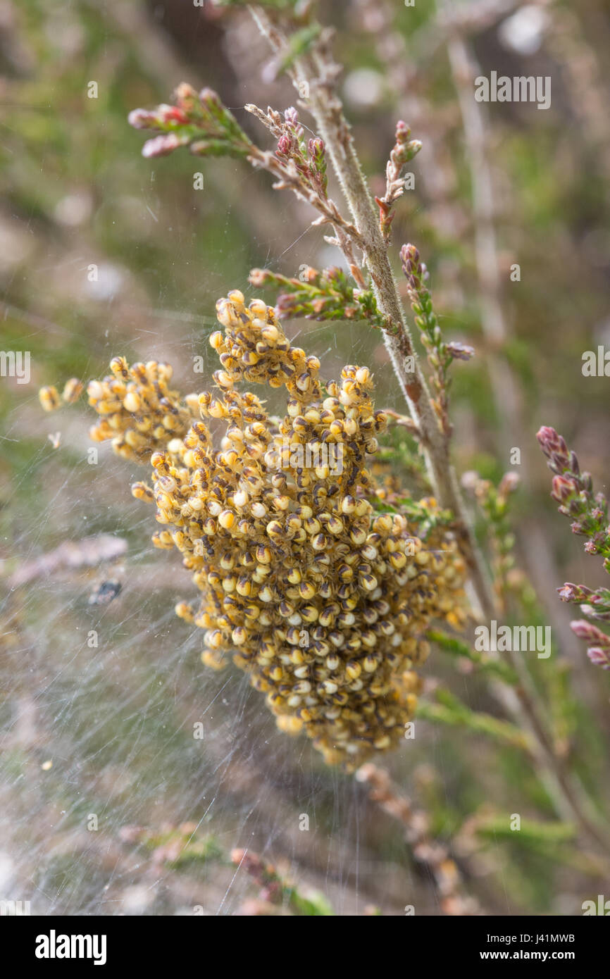 Jungspinnen die Gartenkreuzspinne (Araneus Diadematus) in Heide in Hampshire, UK Stockfoto