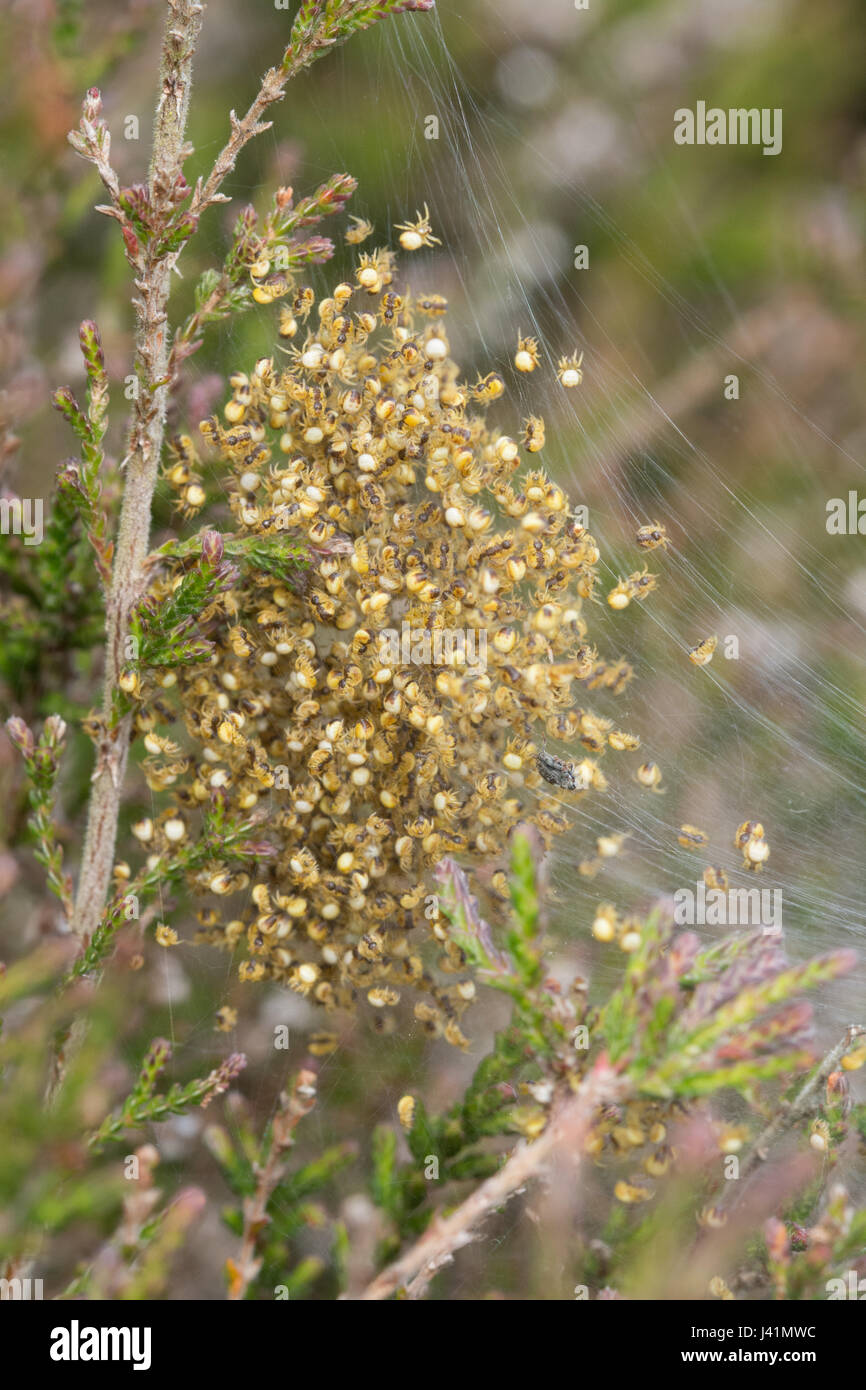 Jungspinnen die Gartenkreuzspinne (Araneus Diadematus) in Heide in Hampshire, UK Stockfoto
