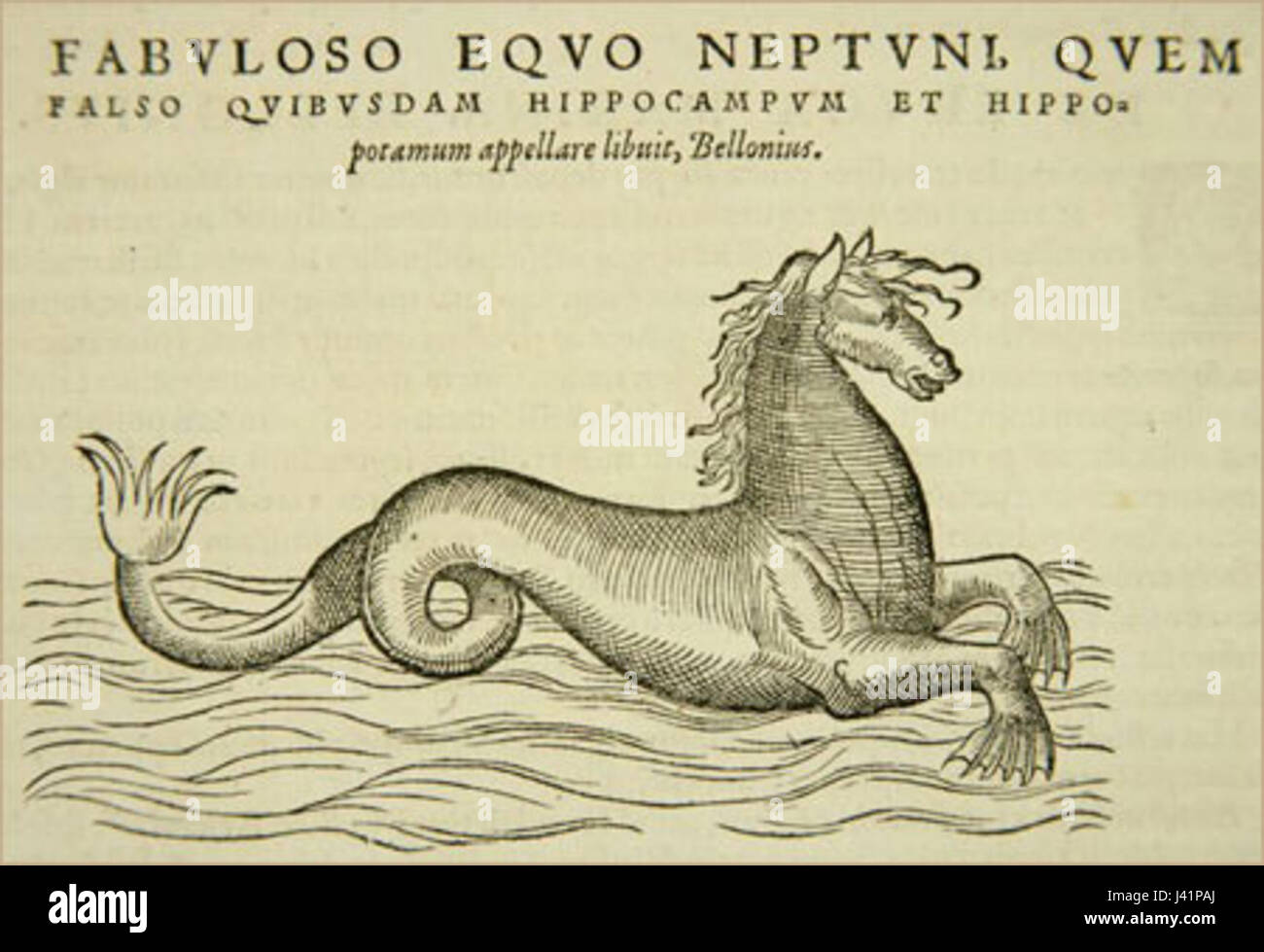 Kon Morski ist ein polnischer Begriff und bedeutet Seepferd. Dies könnte sich entweder auf das Meerestier oder auf eine kulturelle oder künstlerische Darstellung des Meerestiers beziehen. Sie ist sowohl in der Naturgeschichte als auch in der künstlerischen Darstellung wichtig, insbesondere in der polnischen Folklore und Ikonographie. Stockfoto