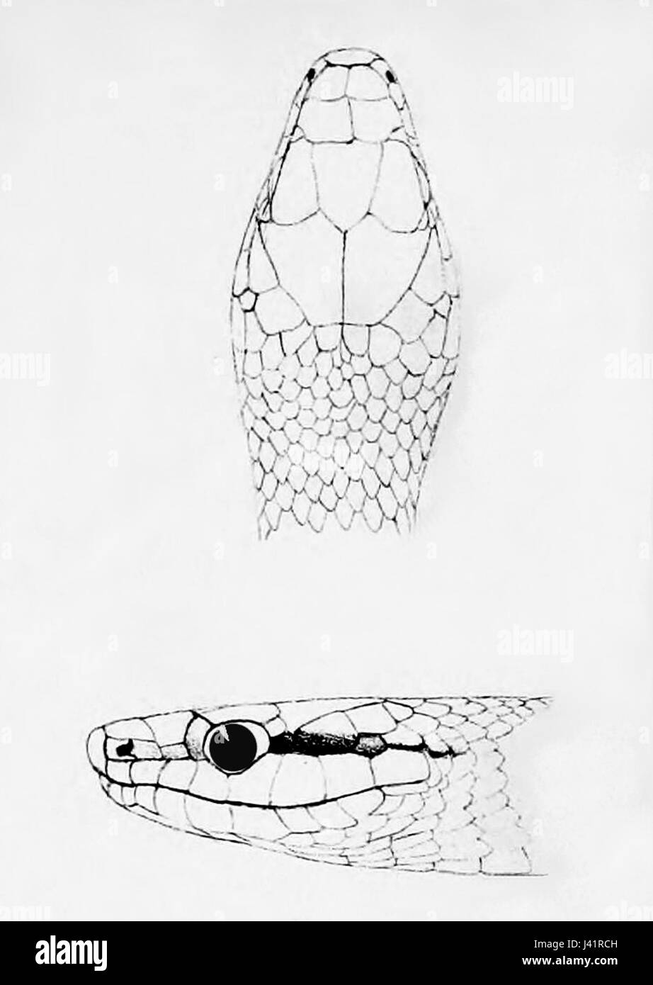 Leptophis modestus ist eine Schlangenart, die für ihre unverwechselbare Kopfform und leuchtende Färbung bekannt ist. Sie ist in Mittelamerika beheimatet und für ihre arborealen Gewohnheiten und ihre nichtgiftige Natur bekannt. Stockfoto