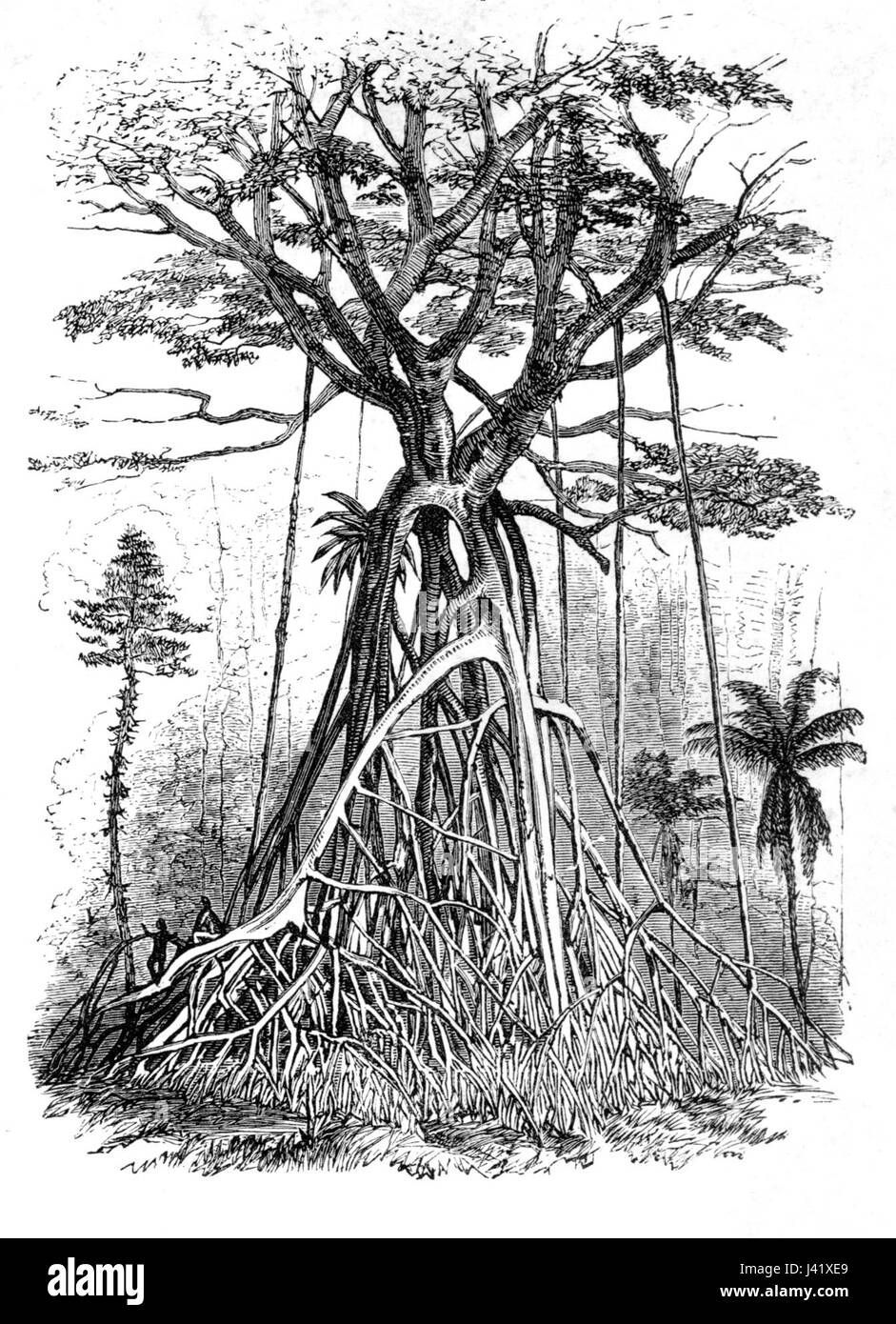 Dieses Bild zeigt die bemerkenswerten Waldbäume im Malaiischen Archipel, einer Region mit reicher Artenvielfalt, mit einzigartigen Pflanzenarten und Ökosystemen. Stockfoto