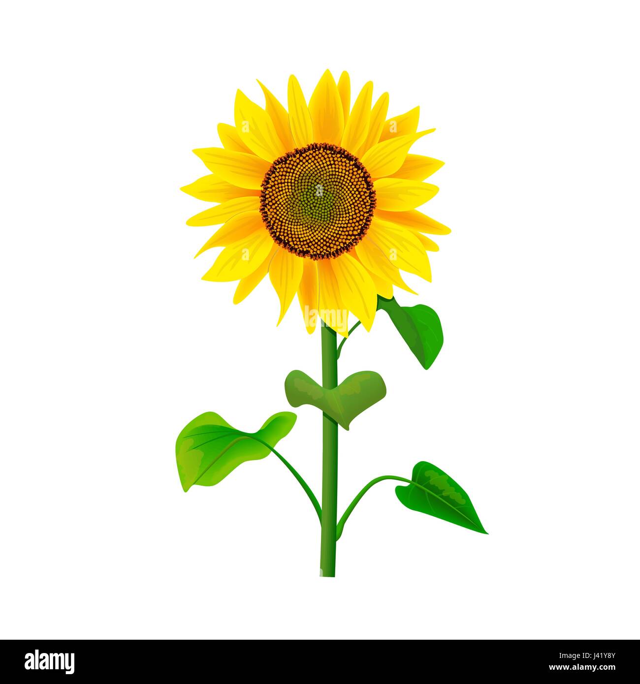 Sonnenblume Blume oder Helianthus isoliert mit Stiel und Blättern auf weißem Hintergrund Stock Vektor