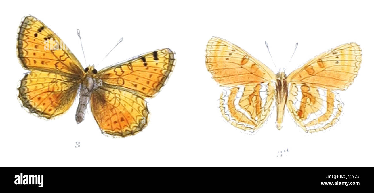 Mellicta sindura, auch bekannt als Fleckenfritillary, ist eine Schmetterlingsart, die in Teilen Asiens vorkommt. Er wird durch seine charakteristischen Flügelmuster und seine Rolle als Bestäuber im Ökosystem erkannt. Stockfoto