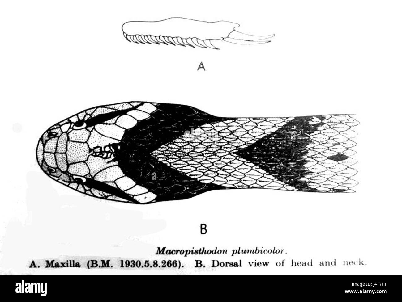 MacrophistodonPlumbicolor Stockfoto