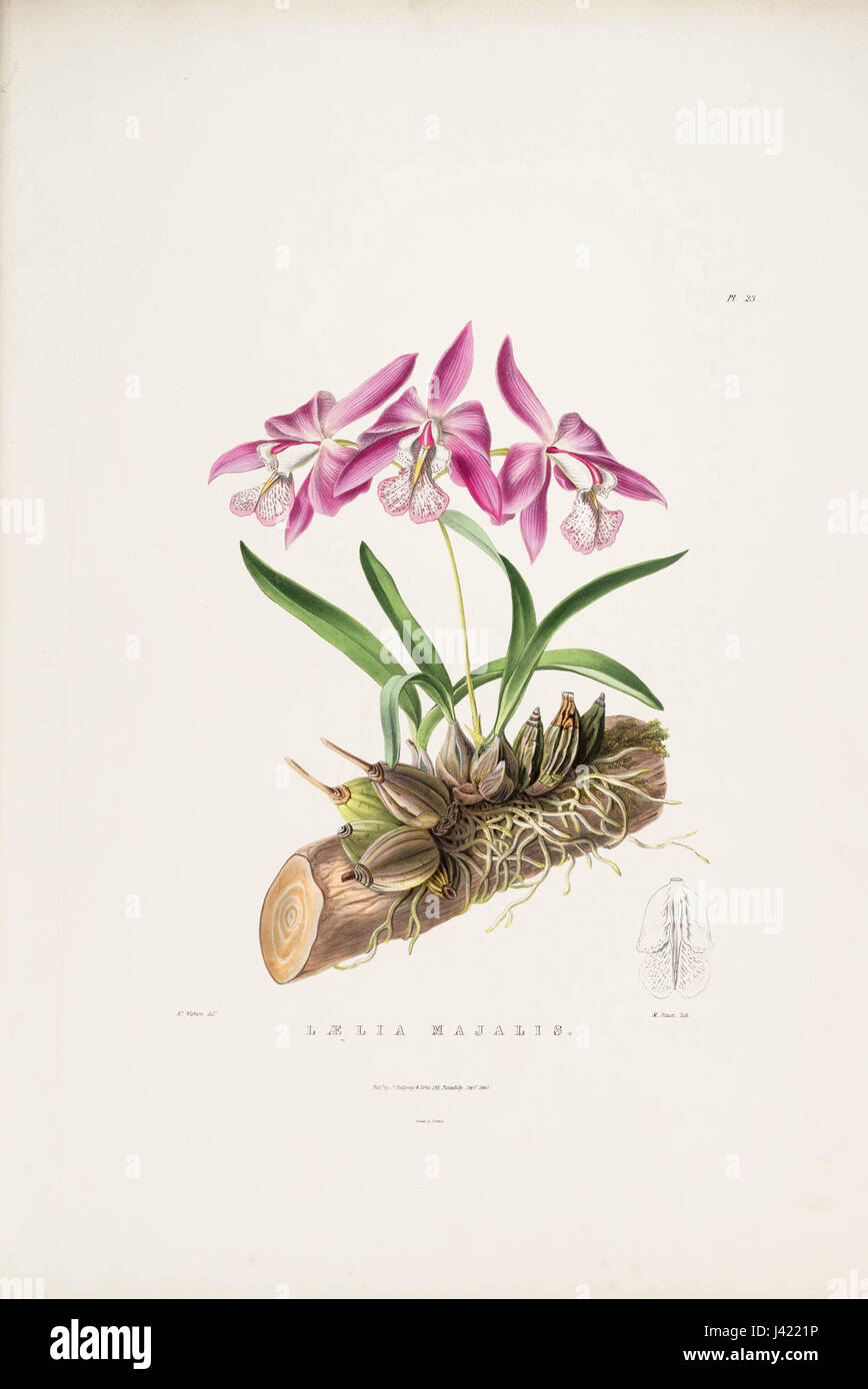Eine Illustration von Laelia speciosa, ursprünglich als Laelia majalis klassifiziert, aus Batemans 'Orchideen von Mexiko und Guatemala', Platte 23 (1840). Das Bild hebt die einzigartigen Merkmale und leuchtenden Farben der Orchidee hervor. Stockfoto
