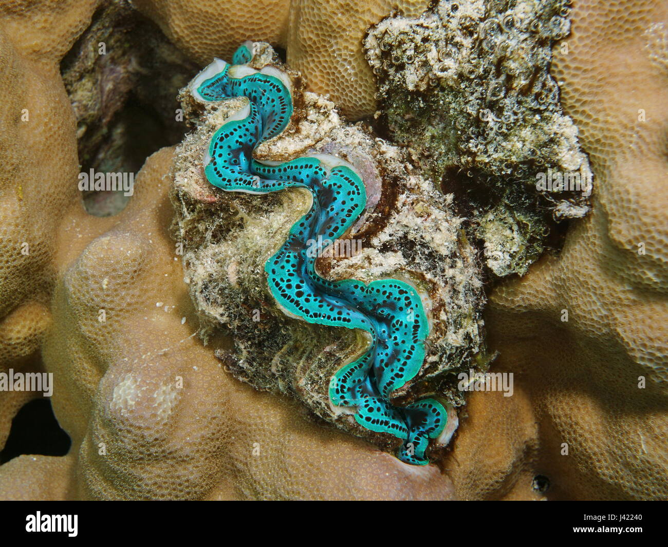 Marine zweischalige Molluske unter Wasser, eine blaue Maxima Clam Tridacna Maxima, Pazifik, Bora Bora, Französisch-Polynesien Stockfoto