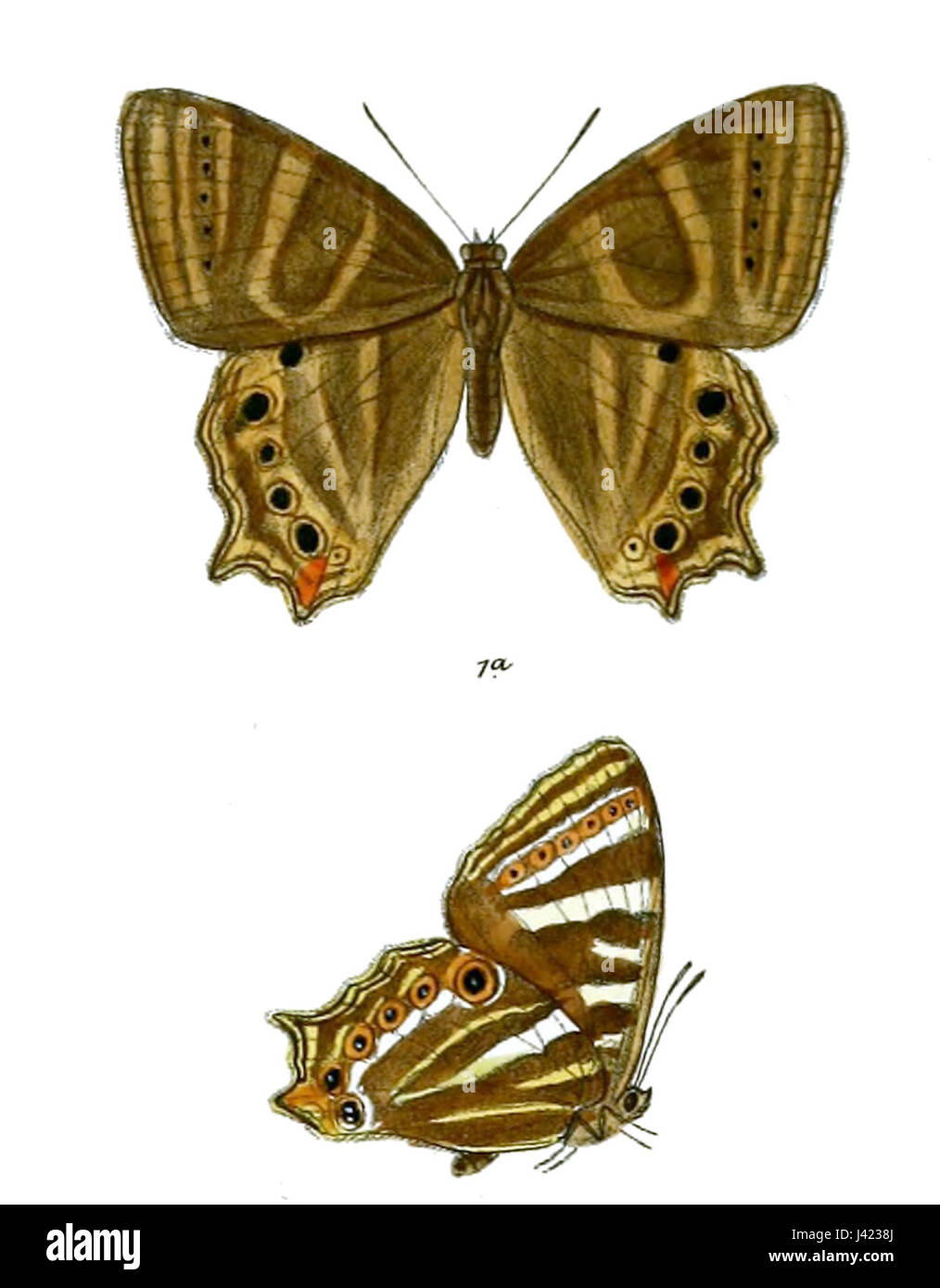 „Lethe Baladeva“ bezieht sich auf ein künstlerisches oder literarisches Werk, das sich mit dem Thema Vergesslichkeit befasst, dargestellt durch die mythologische Figur Lethe aus der griechischen Mythologie. Stockfoto