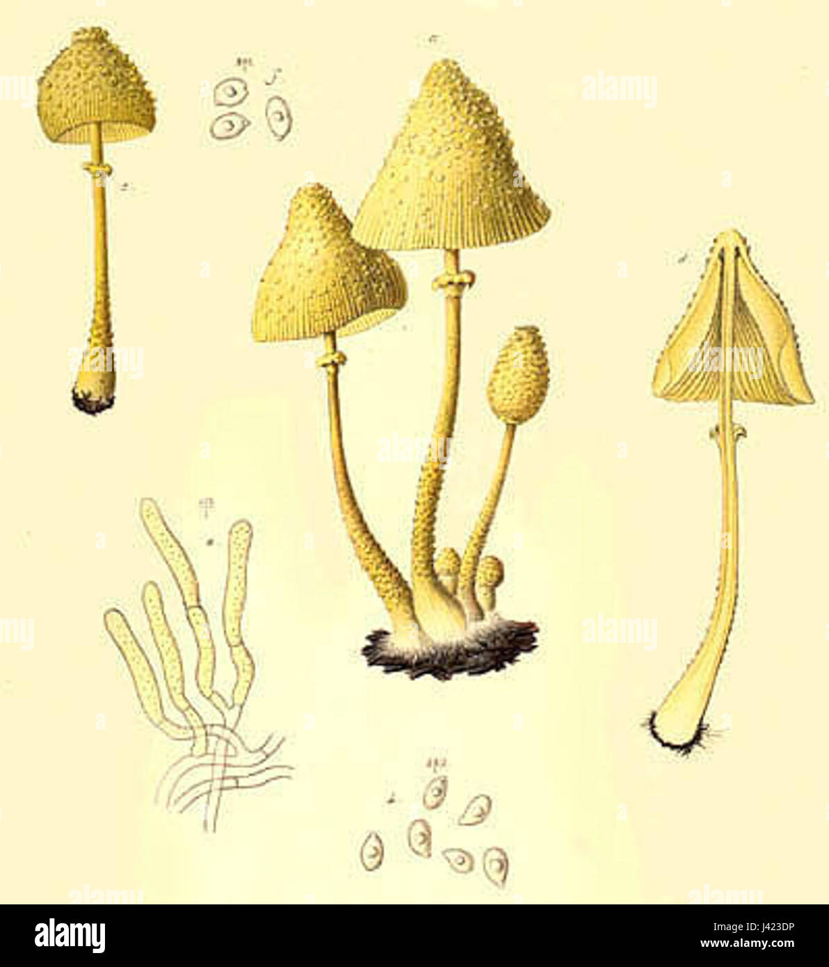 Lepiota lutea Stockfoto