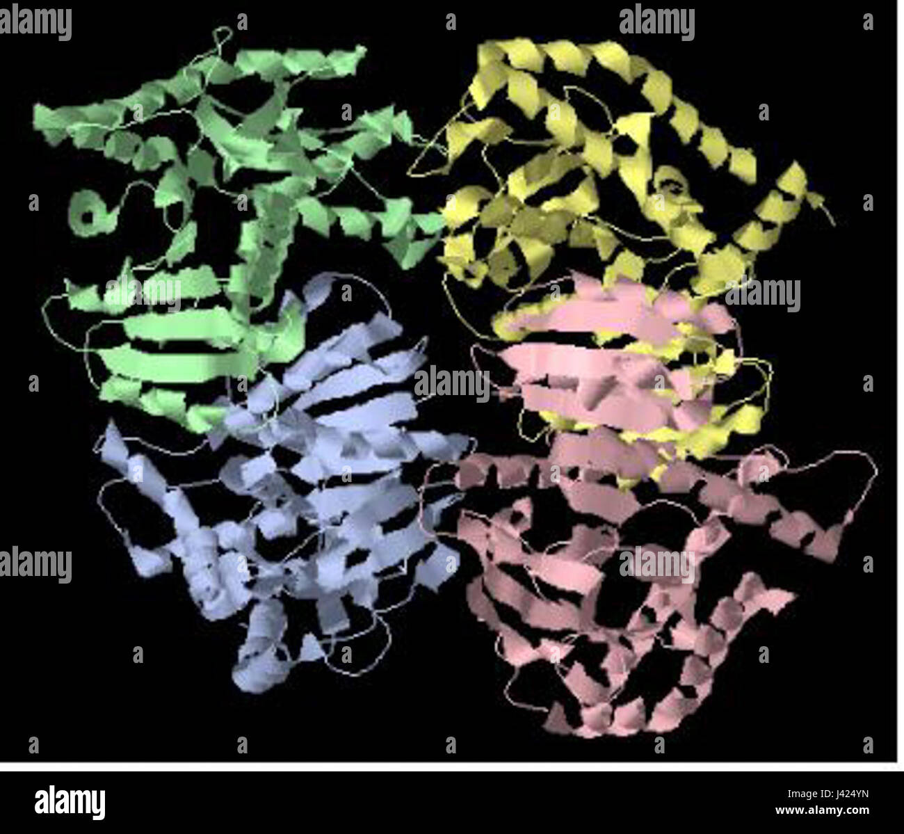 Malatdehydrogenase ist ein Enzym, das am Zitronensäurezyklus beteiligt ist und eine entscheidende Rolle bei der Energieerzeugung in Zellen spielt. Es katalysiert die reversible Umwandlung von Malat zu Oxalacetat, einem Schlüsselprozess der zellulären Atmung. Stockfoto