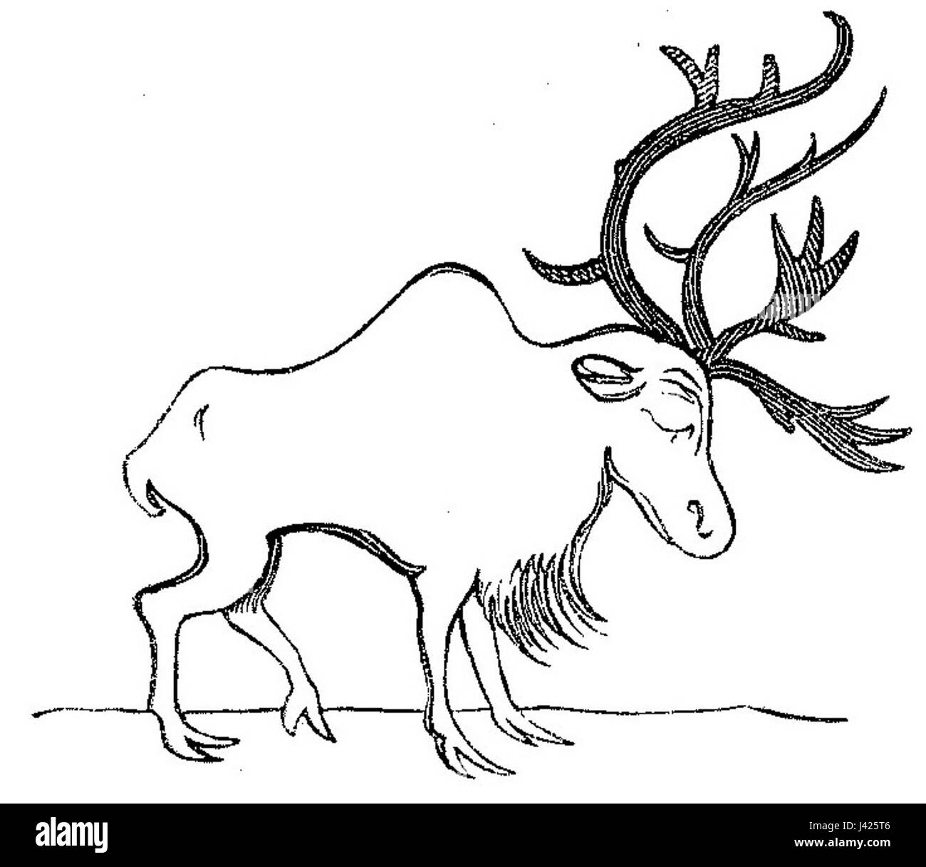 Lustigen Naturgeschichte Oder Zoologia Comica 48 Stockfoto