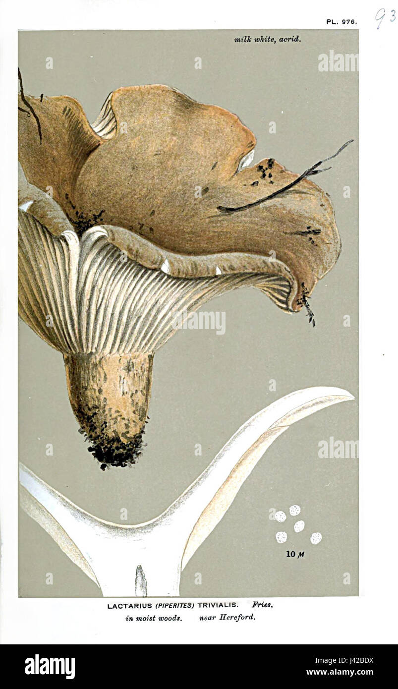Lactarius trivialis, eine Pilzart aus der Familie Russulaceae, ist bekannt für seine helle Kappe und seinen milchigen Latex. Diese Art kommt in Wäldern vor und ist Teil der größeren Gattung Lactarius, die für ihre essbaren und toxischen Sorten bekannt ist. Stockfoto