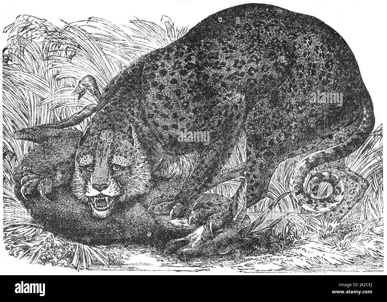 Diese Zeichnung eines Leoparden fängt die majestätische Form und die Besonderheiten des Tieres ein. Bekannt für seine Anmut und Stärke, wird der Leopard aufgrund seiner Bedeutung in verschiedenen Kulturen und Ökosystemen oft in der Kunst dargestellt. Stockfoto