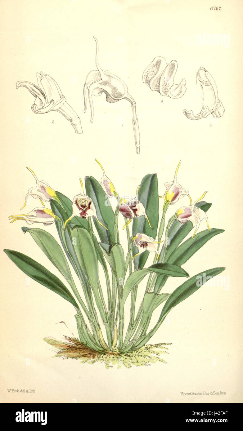 Masdevallia ionocharis, eine Orchideenart, die im Botanical Magazine von Curtis 1876 dargestellt wird und für ihre unverwechselbaren Blumen und detaillierten botanischen Illustrationen bekannt ist. Stockfoto