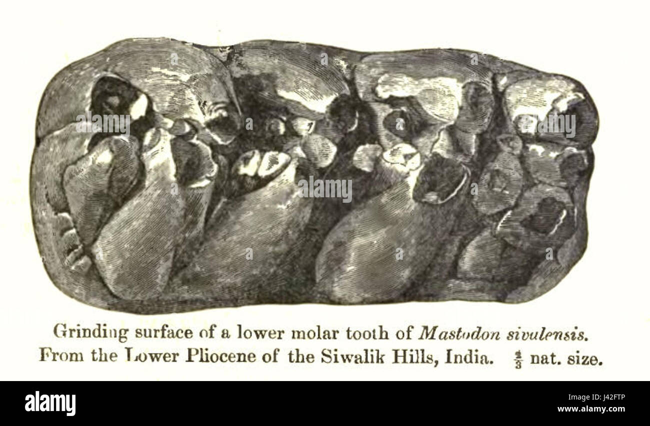 MastodonSivulensis Stockfoto