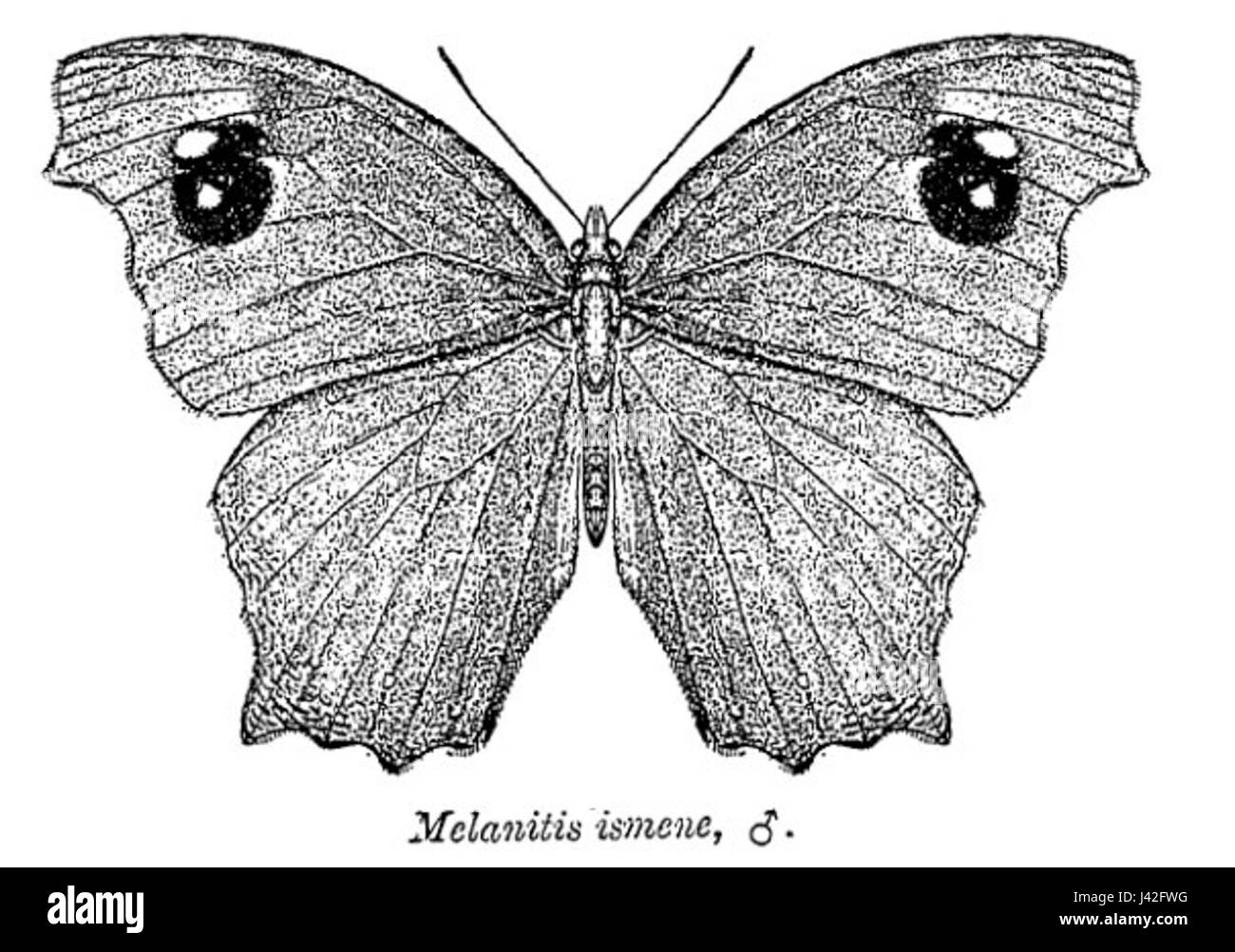Melanitis ismene, eine Schmetterlingsart aus der Familie der Nymphalidae, bekannt für ihre charakteristischen braunen und orangen Flügel, die in verschiedenen Teilen Asiens vorkommen. Stockfoto