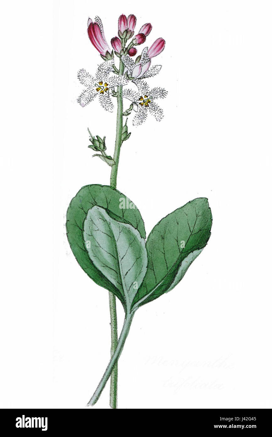 Menyanthes trifoliata, auch bekannt als die Bohnen, ist eine mehrjährige Pflanze, die in Feuchtgebieten in Europa und Nordamerika vorkommt. Es ist bekannt für seine medizinischen Eigenschaften und seine charakteristischen weißen, geclusterten Blüten. Stockfoto