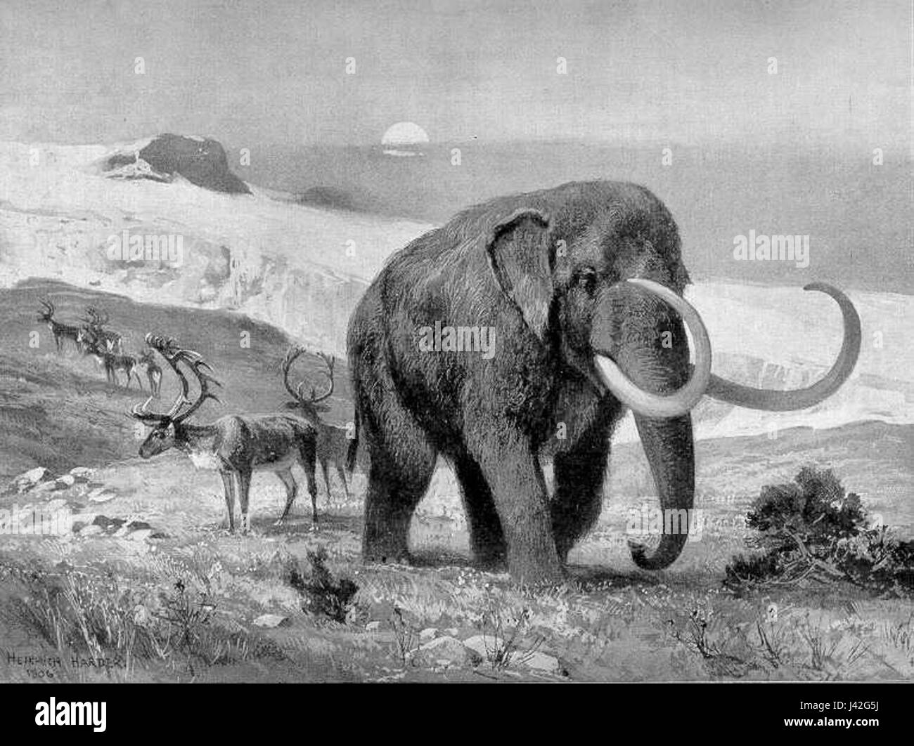 Der Mastodon ist eine ausgestorbene Gattung elefantenartiger Säugetiere, die während des pleistozänen Epochs lebten. Sie sind mit modernen Elefanten verwandt und für ihre großen und langen Stoßzähne bekannt. Mastodonen sind berühmt für ihre prähistorische Existenz und ihre fossilen Überreste. Stockfoto