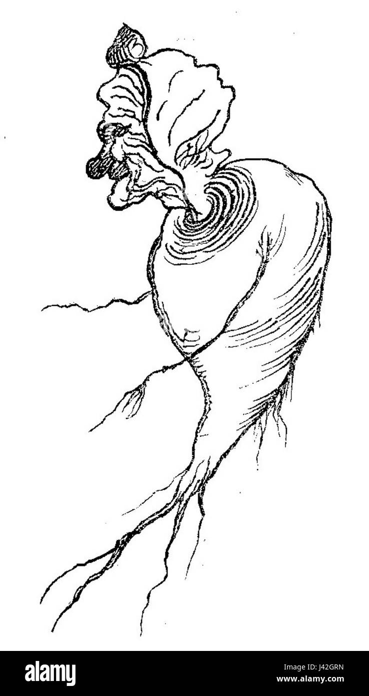 Dies bezieht sich auf eine humorvolle Naturgeschichte oder komische zoologische Arbeit, wahrscheinlich satirisch in der Natur, die Tiere auf unterhaltsame Weise mit Illustrationen diskutiert. Stockfoto