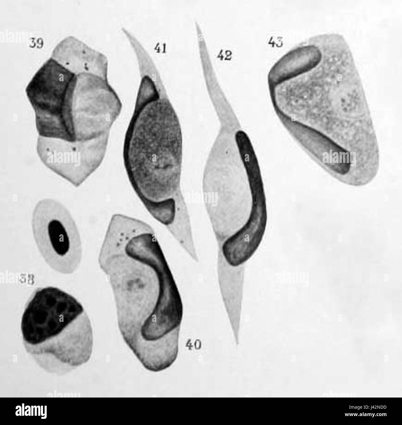 Leucocytozoon Danilewskyi 1913 Stockfoto