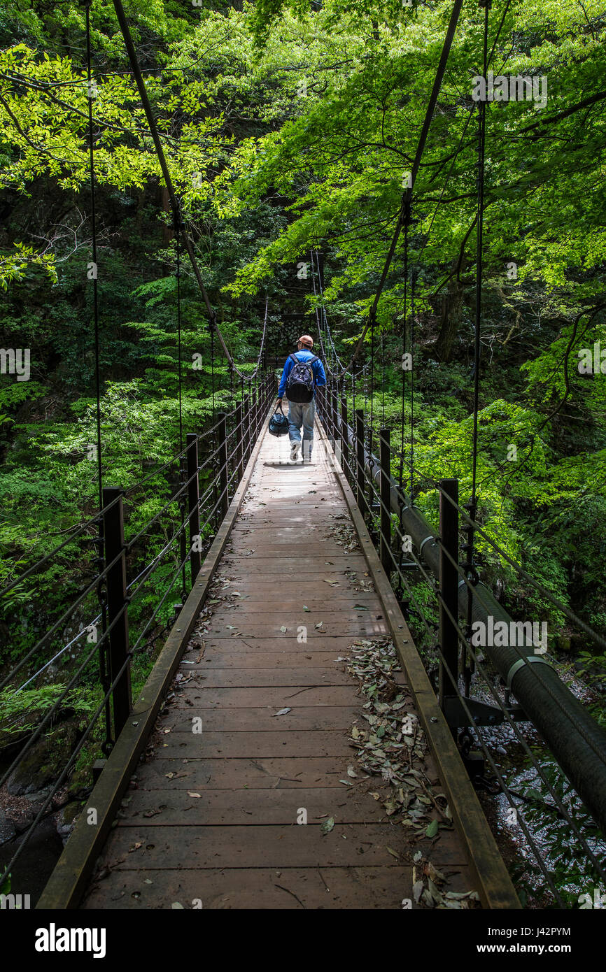 Okutama Wandern - Okutama hat eine breite von Wander-Kurse, der einfachste Kurs ist der sogenannte in Kontakt mit den Wald Fureai empfehlen, die eine 40 Stockfoto