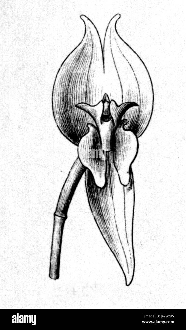 Lepanthes Helicocephala Fl.Br.3 4 121 Abb.II 1 Blume Stockfoto