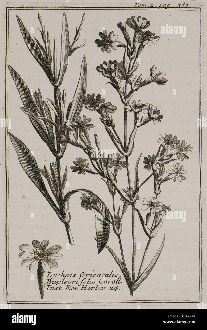 Lychnis Orientalis Buplevri Folio Coroll Inst Rei Kraut 24 Tournefort Joseph Pitton De 1717 Stockfoto