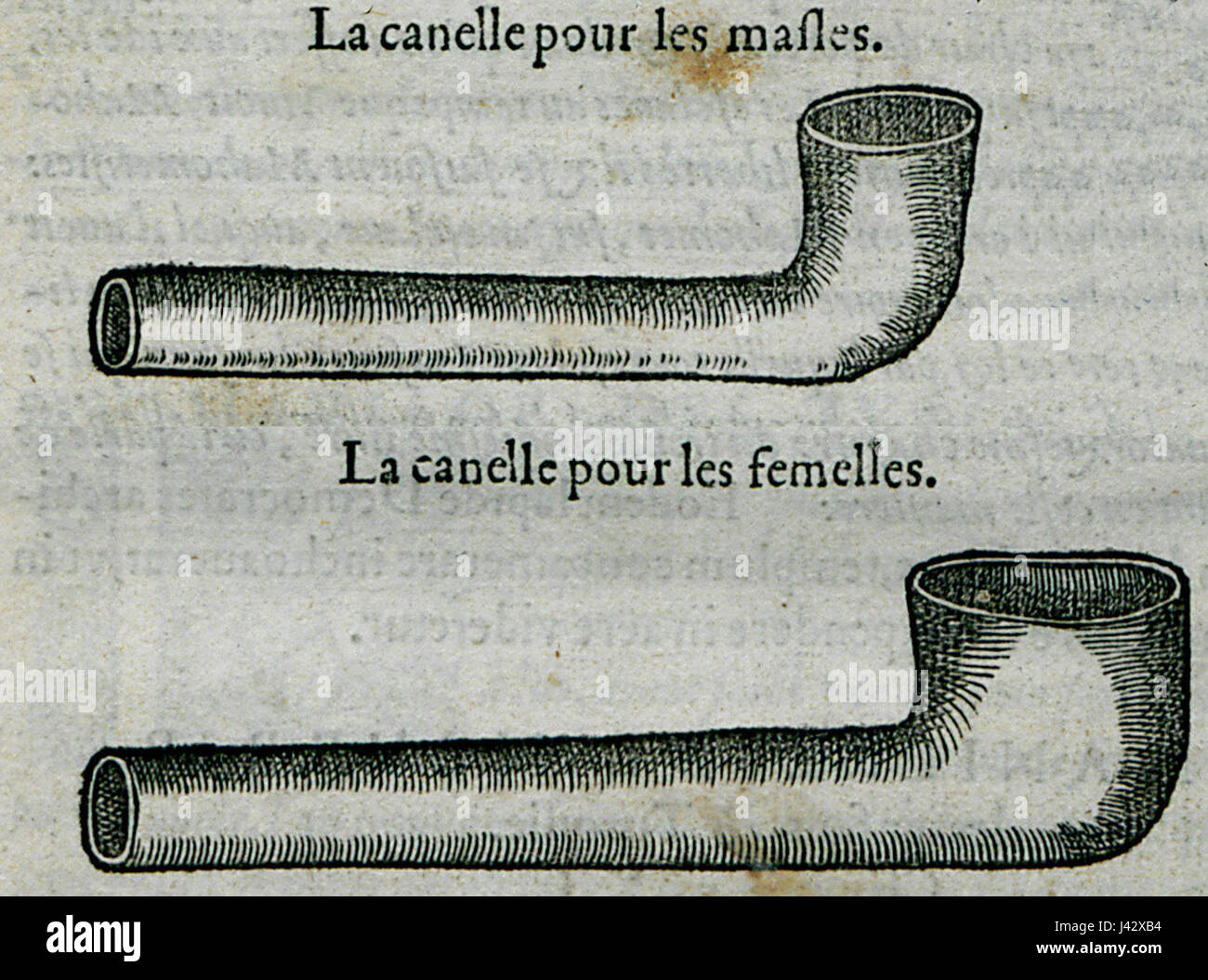 La Canelle pour Les Masles La Canelle Pour Les Femelles Belon Pierre 1554 Stockfoto