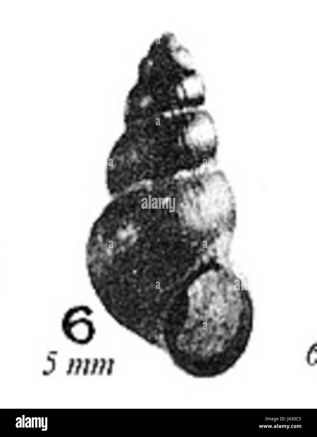 Mercuriaconfusa Stockfoto