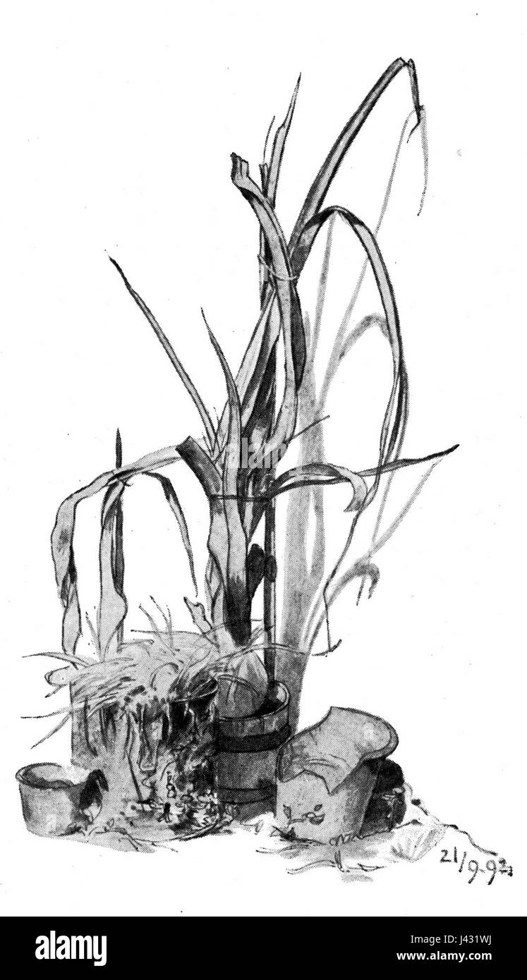 Maximilian Suppantschitsch Topf, geboren 1892, ist eine historische Figur. Sein Hintergrund und seine spezifischen Beiträge sind an die historische Periode seines Lebens gebunden, was weitere Klärungen für ein tiefes Verständnis erfordert. Stockfoto