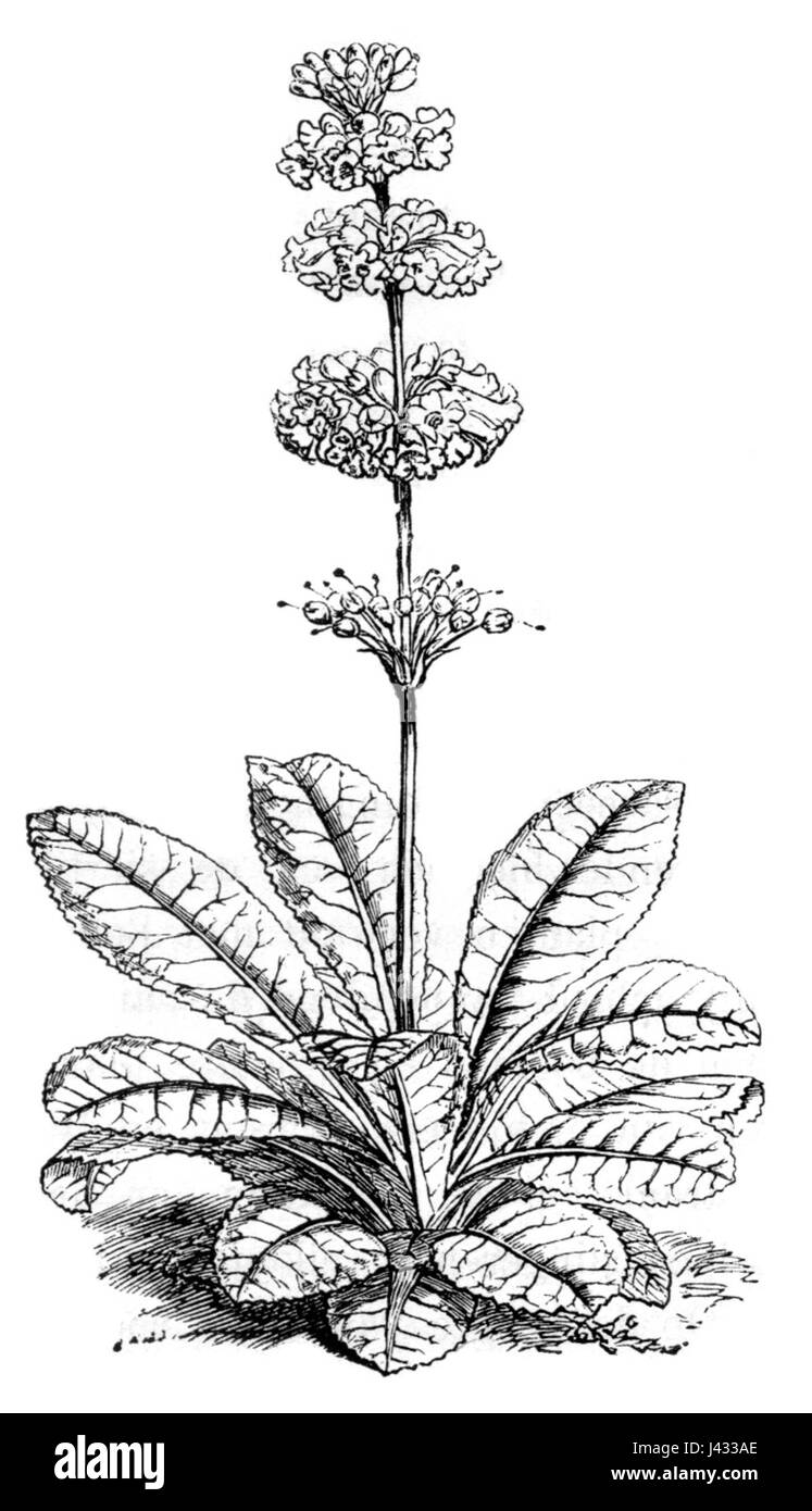 Malaiischen Archipel Primula imperialis Stockfoto