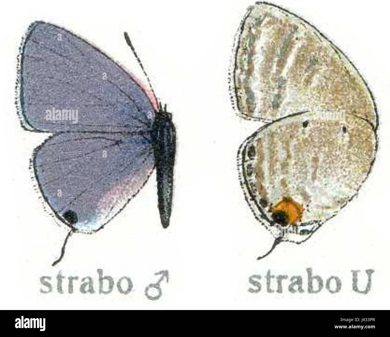 Strabo der geograf -Fotos und -Bildmaterial in hoher Auflösung – Alamy