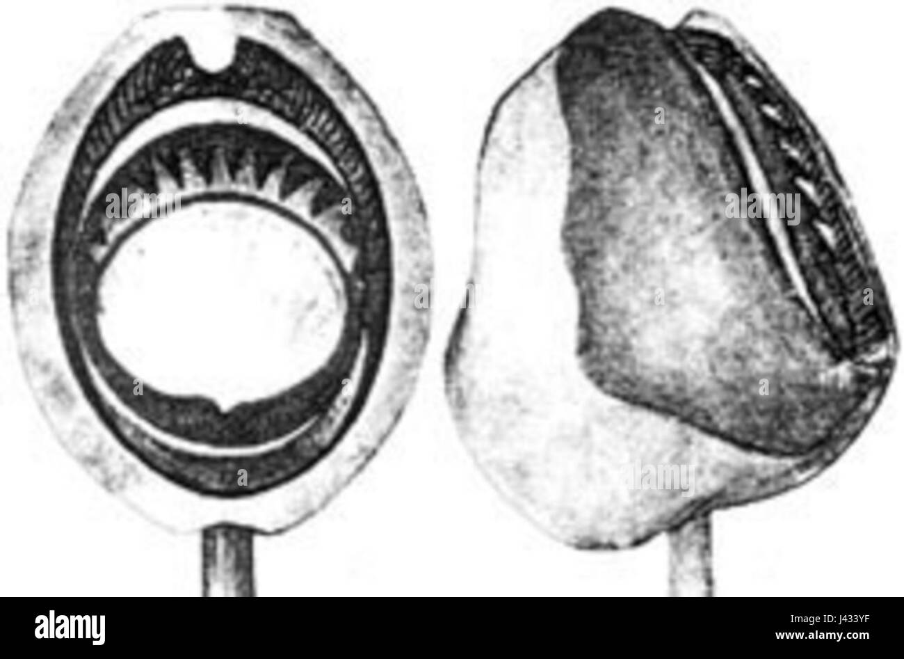 Mastigoteuthis atlantica, auch bekannt als Atlantischer Peitschenkalmar, ist eine Art von Tiefseearten, die im Atlantik vorkommt. Er ist bekannt für seine langen, peitschenähnlichen Tentakel und seine Anpassung an Tiefseeumgebungen. Stockfoto