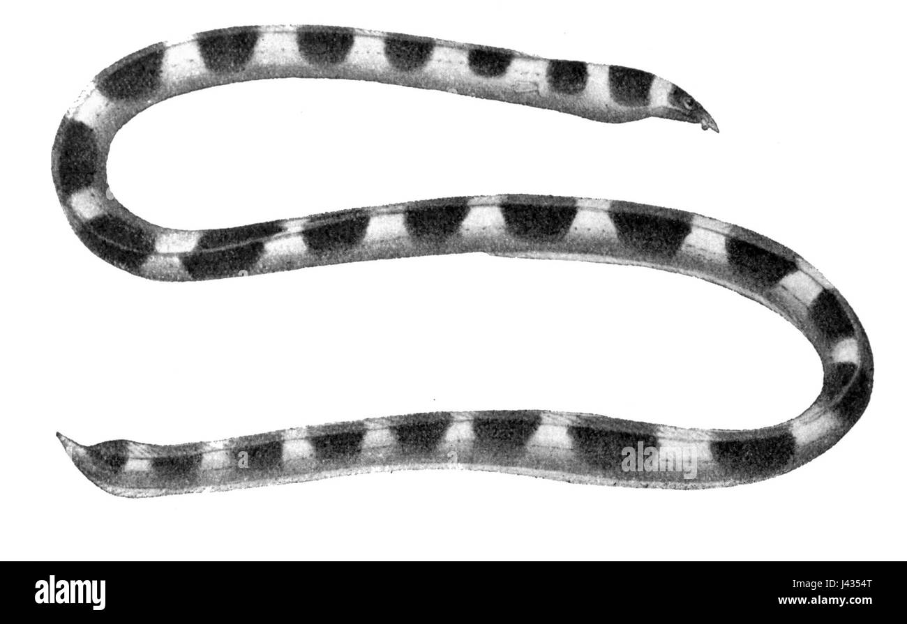 Leiuranussemicinctus Stockfoto