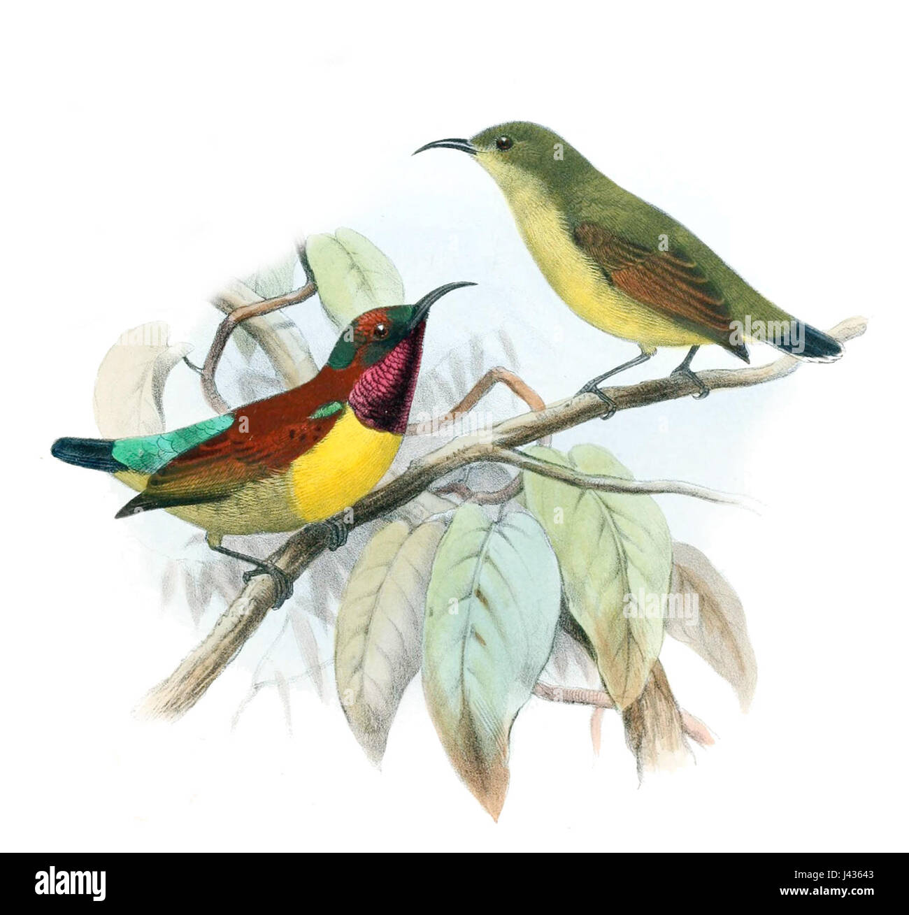 Leptocoma sperata juliae ist eine in Südostasien heimische Unterart des sunbird. Dieser kleine, farbenfrohe Vogel ist bekannt für sein lebendiges Gefieder und spielt eine Rolle bei der Bestäubung in seinem Lebensraum. Stockfoto