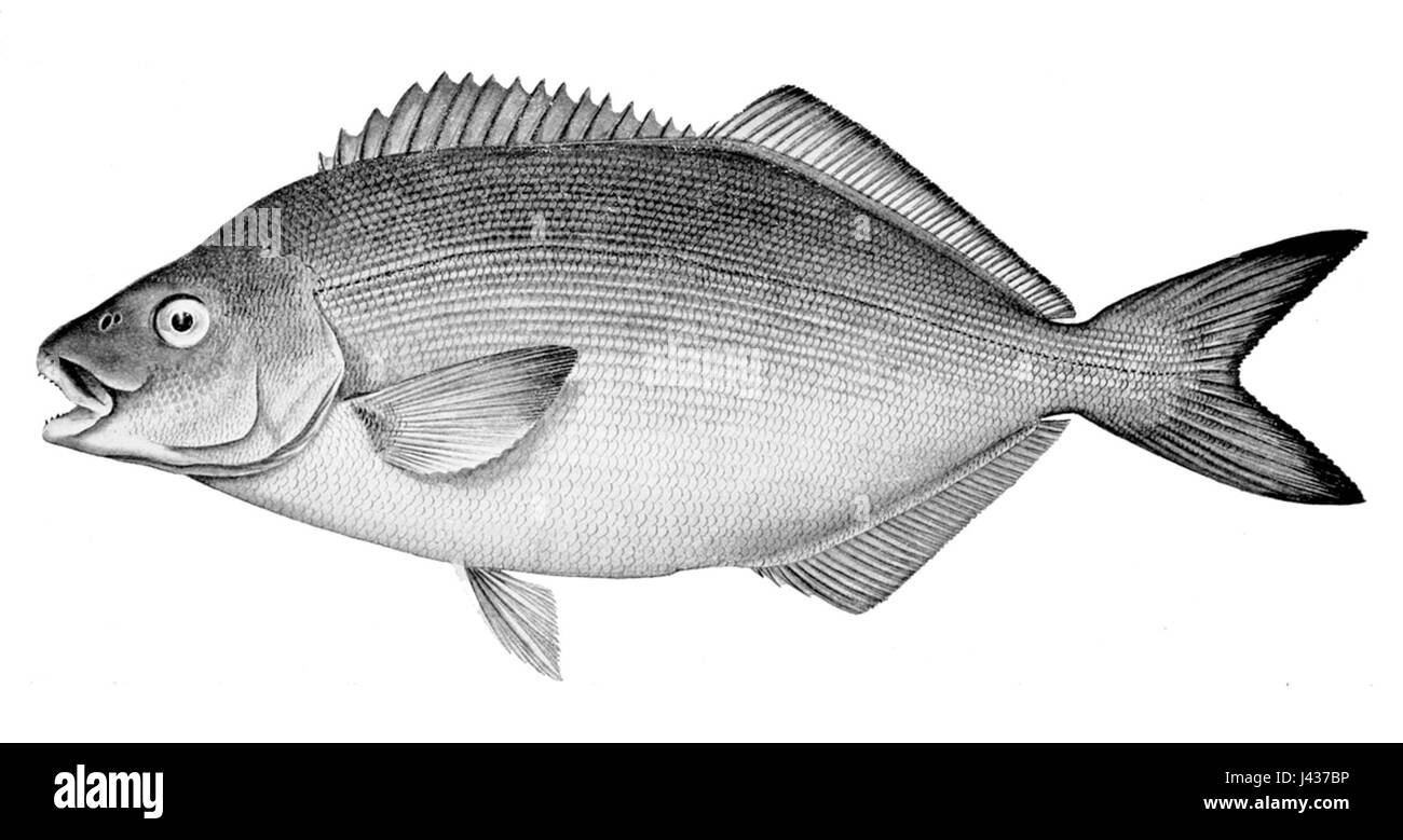 Latridopsis forsteri Stockfoto