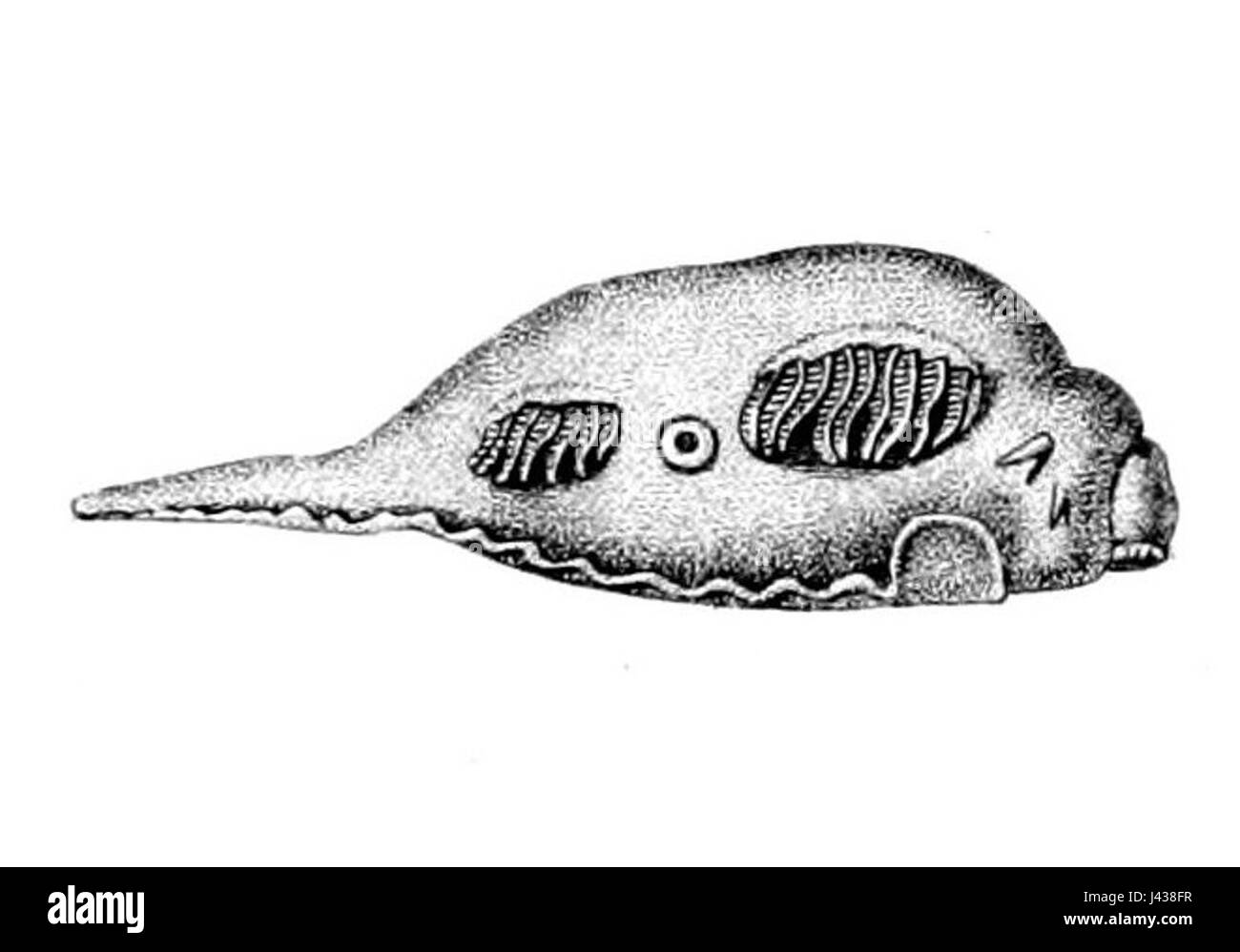 *Laniogerus elfortii* ist eine in Südostasien beheimatete Käferart, die sich durch ihre besonderen Merkmale auszeichnet und zur Familie der Cerambycidae gehört, die für ihre langen Hörner und ihr auffälliges Aussehen bekannt ist. Stockfoto