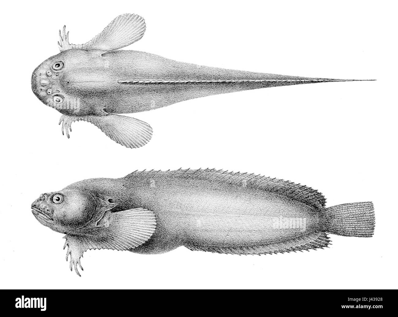 Liparis callyodon Stockfoto