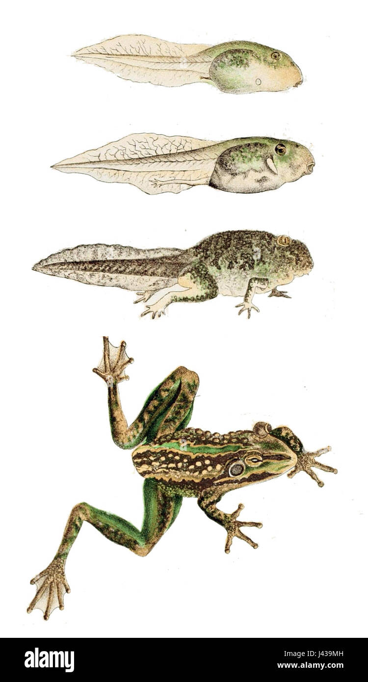 Litoria aurea, auch bekannt als der Grüne und Goldene Glockenfrosch, ist eine in Australien heimische Art. Ihre Entwicklung ist für die Erhaltungsbemühungen wichtig, da sie durch Lebensraumverluste und Krankheiten bedroht ist. Es werden Anstrengungen unternommen, um die Bevölkerung zu erhalten und wiederherzustellen. Stockfoto