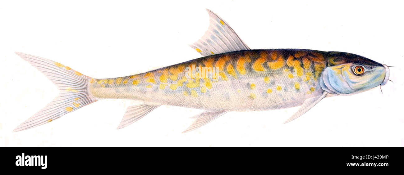 Labeo Umbratus McCoy Stockfoto