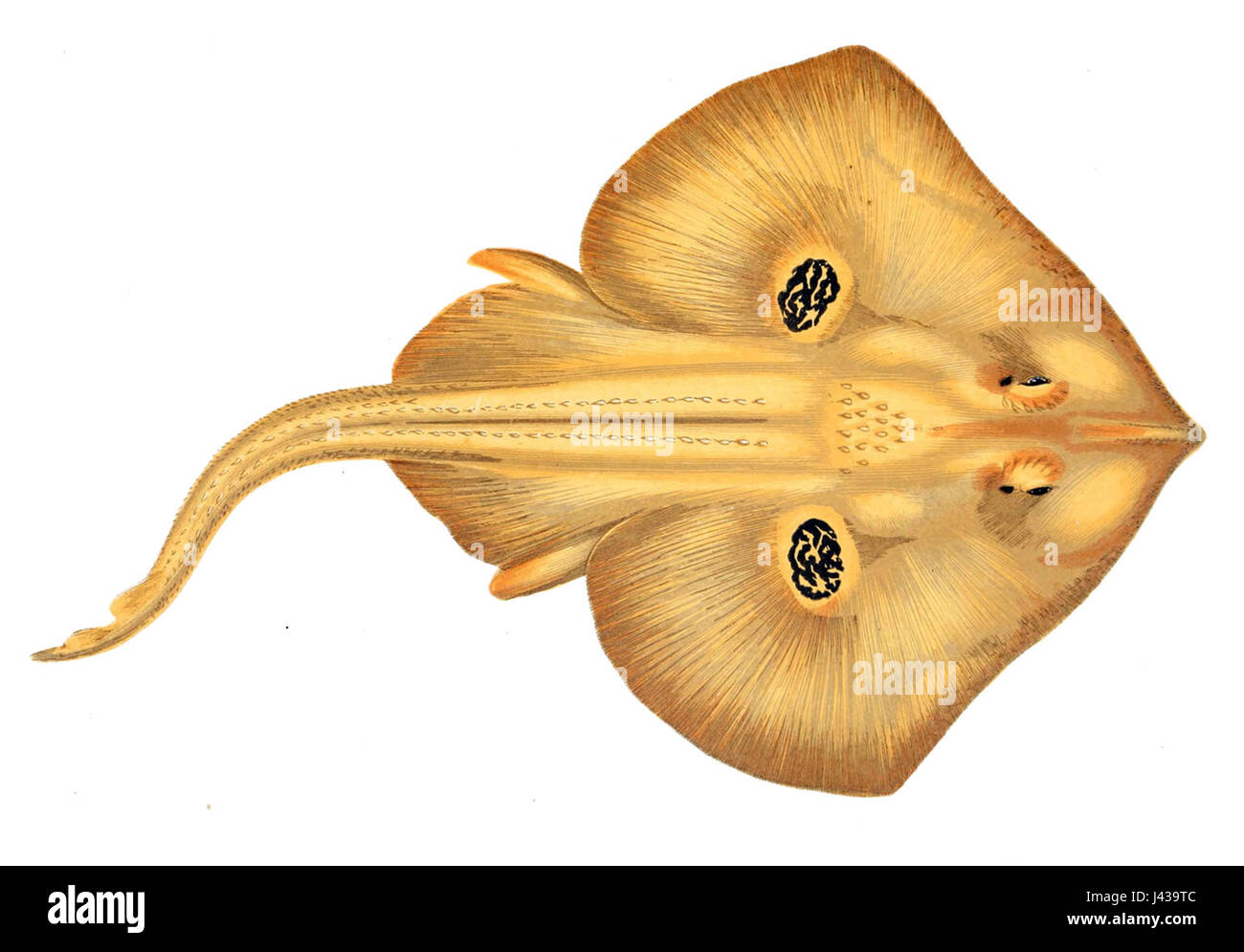 Leucoraja naevus, 1877 von Gervais beschrieben, ist eine Art von Rochenflossen-Fischen, die Teil von Meeresbiologie-Studien zur aquatischen Lebensweise und Artenvielfalt ist. Stockfoto