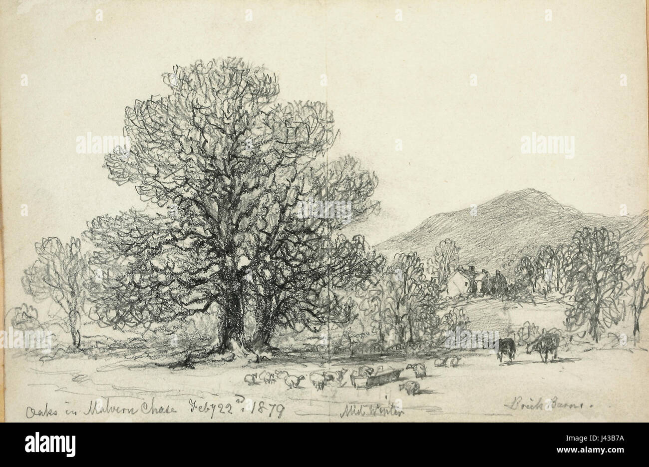 Linien der Familie Skizzenbuch Eichen am Malvern Chase 040 Stockfoto