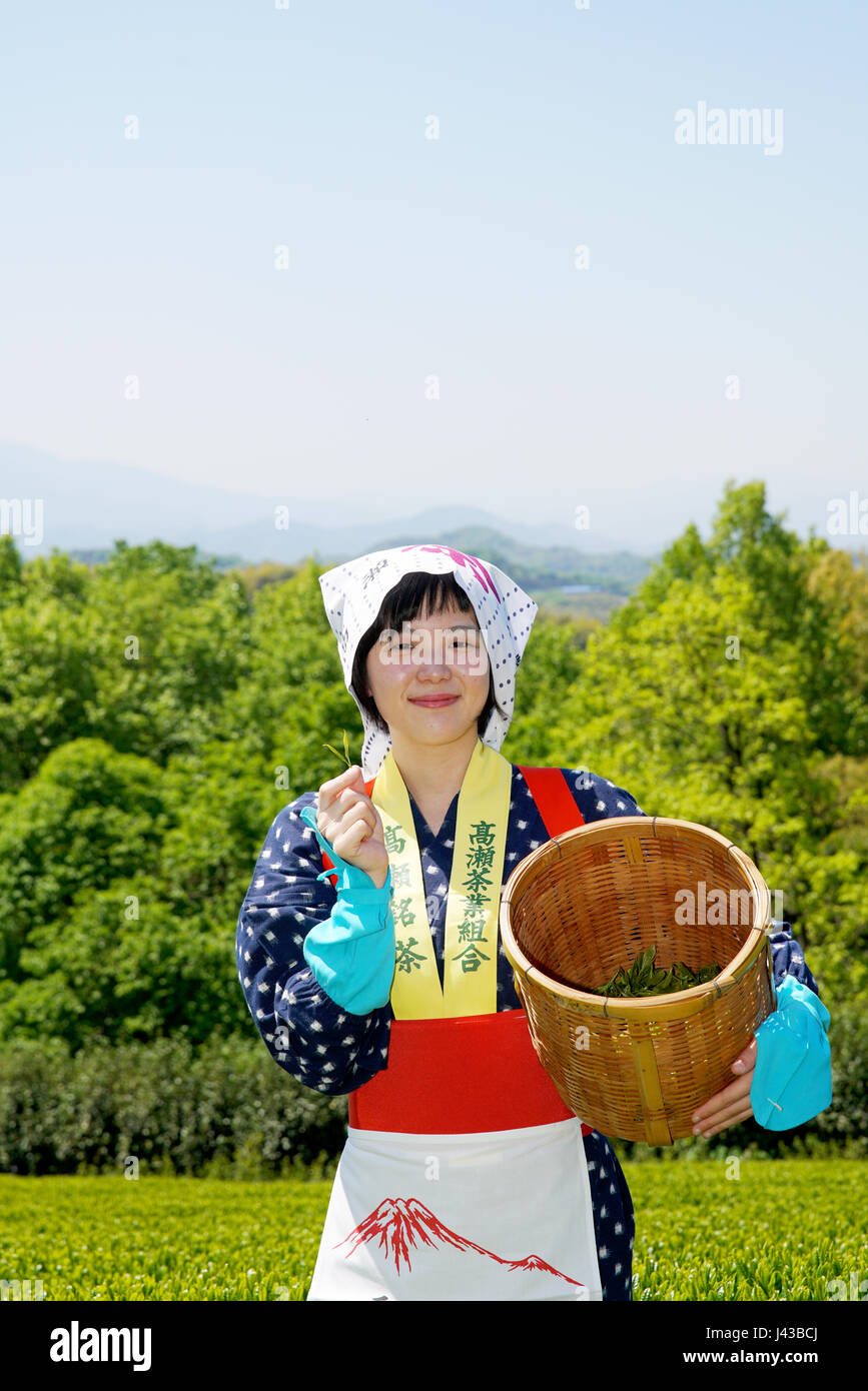 Junge Japanerin mit traditioneller Kleidung Kimono Ernte grüner Tee Blätter auf Ackerland der Teeplantage Stockfoto