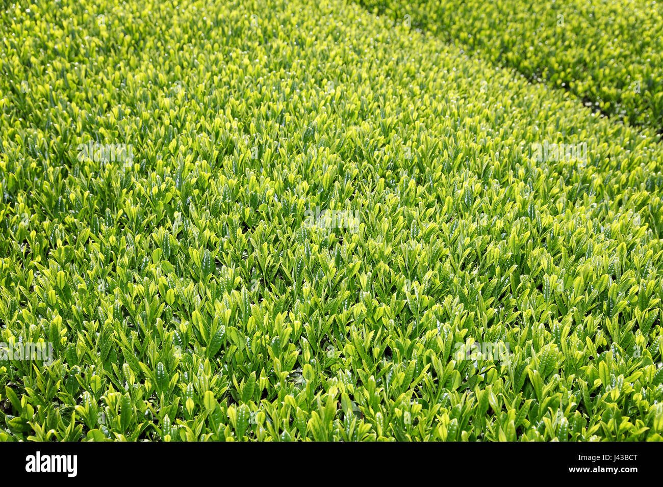 Schöne frische grüner Tee-Plantage in einem sonnigen Tag Stockfoto