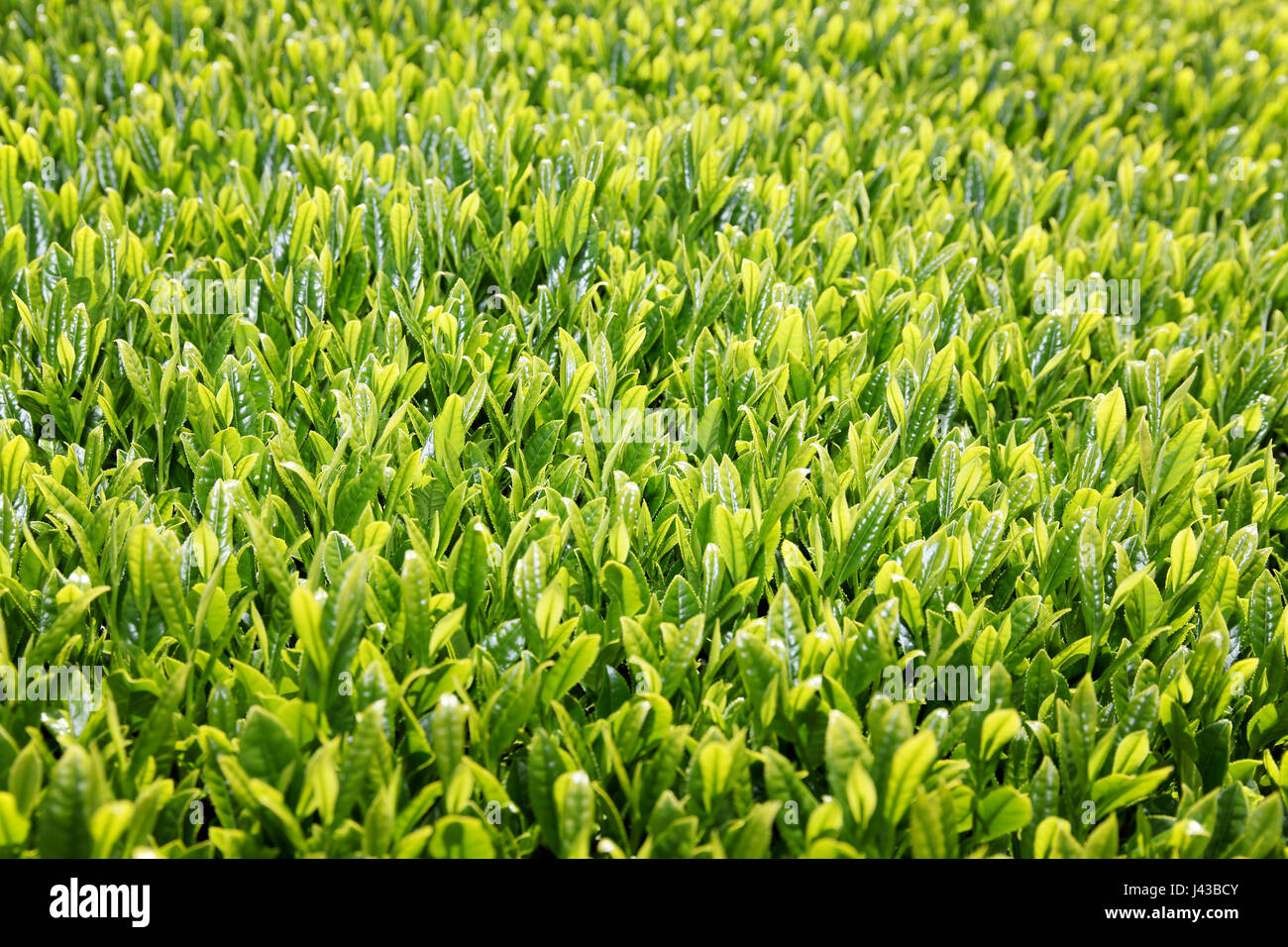 Schöne frische grüner Tee-Plantage in einem sonnigen Tag Stockfoto