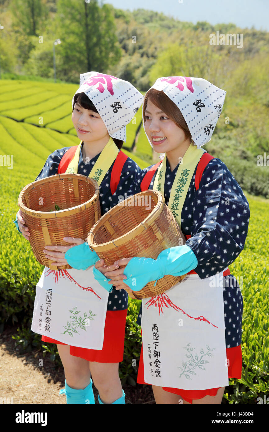 Junge Japanerinnen mit traditioneller Kleidung Kimono Ernte grüner Teeblätter auf Ackerland der Teeplantage Stockfoto