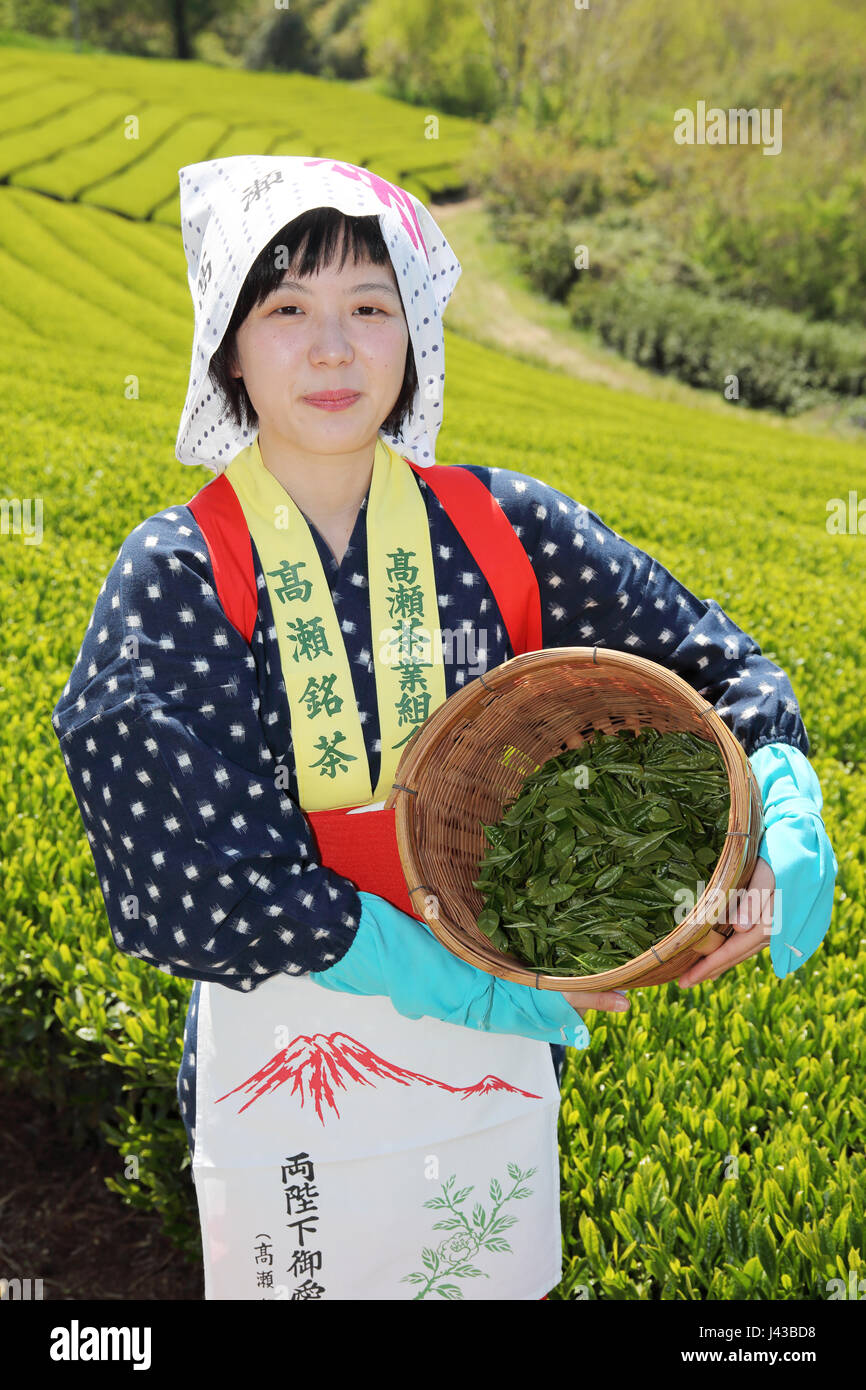 Junge Japanerin mit traditioneller Kleidung Kimono Ernte grüner Tee Blätter auf Ackerland der Teeplantage Stockfoto