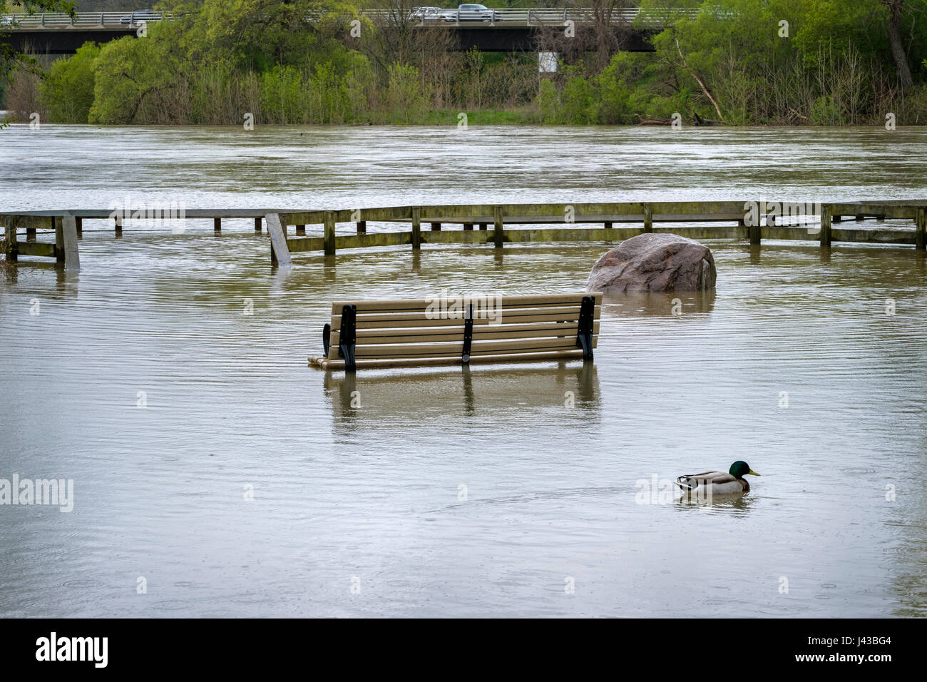 Thames River Überschwemmungen durch heftige Regenfälle im Mai 2017, überfluteten Park, Parkbank, Parkdeck, London, Ontario, Kanada. Stockfoto
